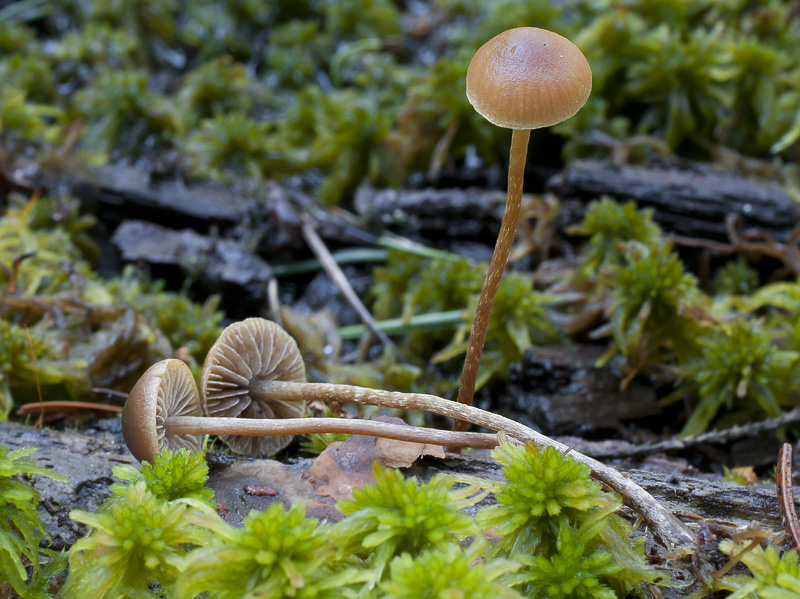 Hypholoma udum